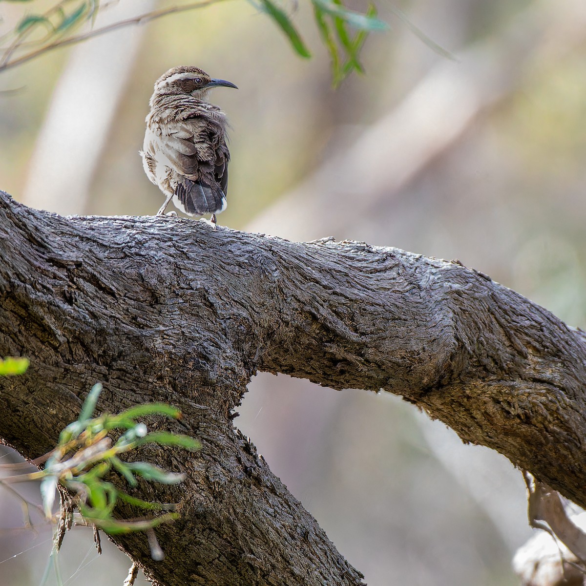 White-browed Babbler - Benjamin Gerrard