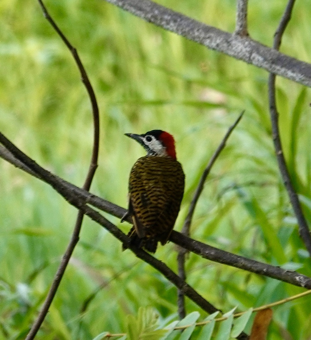 Spot-breasted Woodpecker - ML624173089