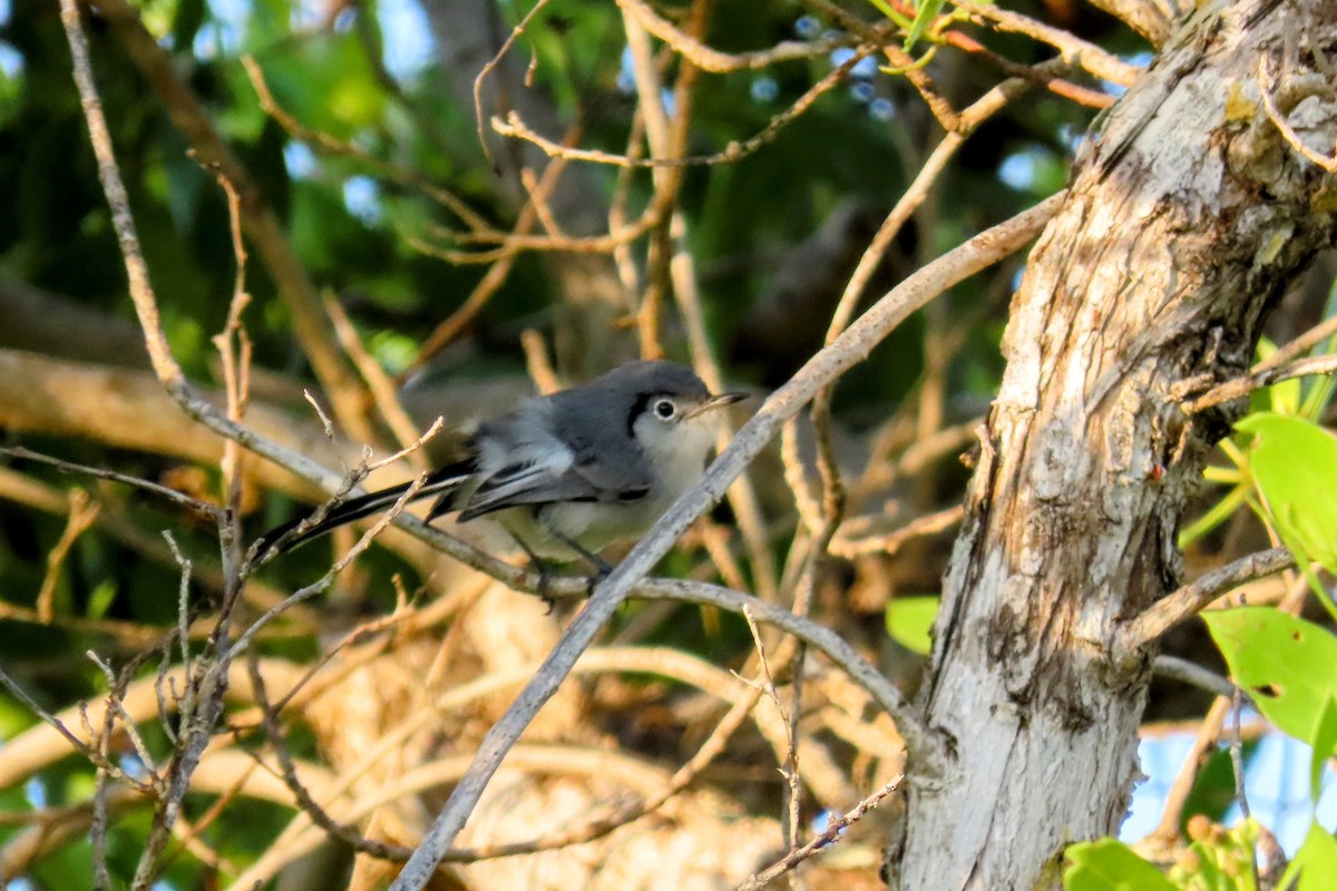 Cuban Gnatcatcher - ML624173093