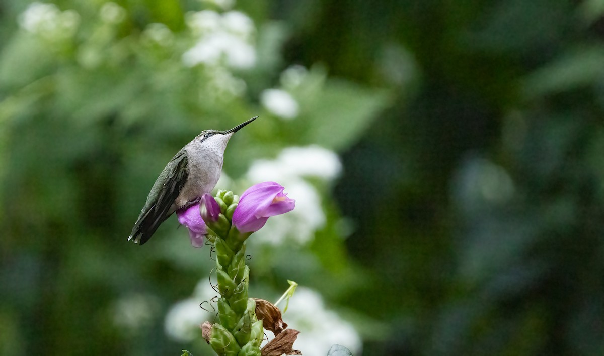 Yakut Boğazlı Kolibri - ML624173095