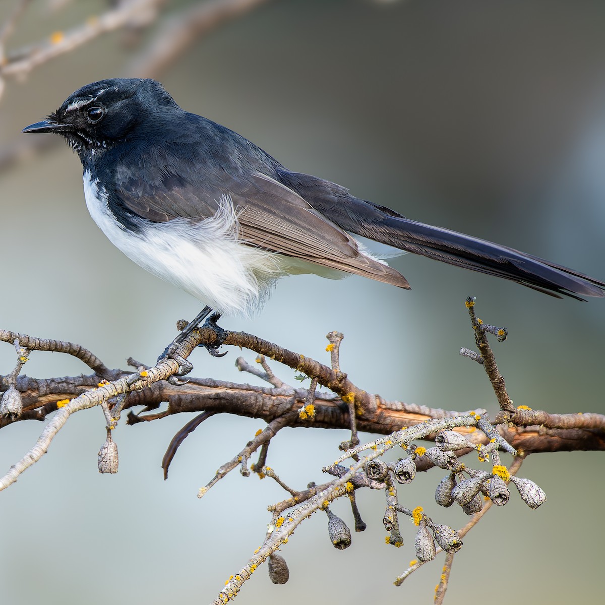 Willie-wagtail - Benjamin Gerrard