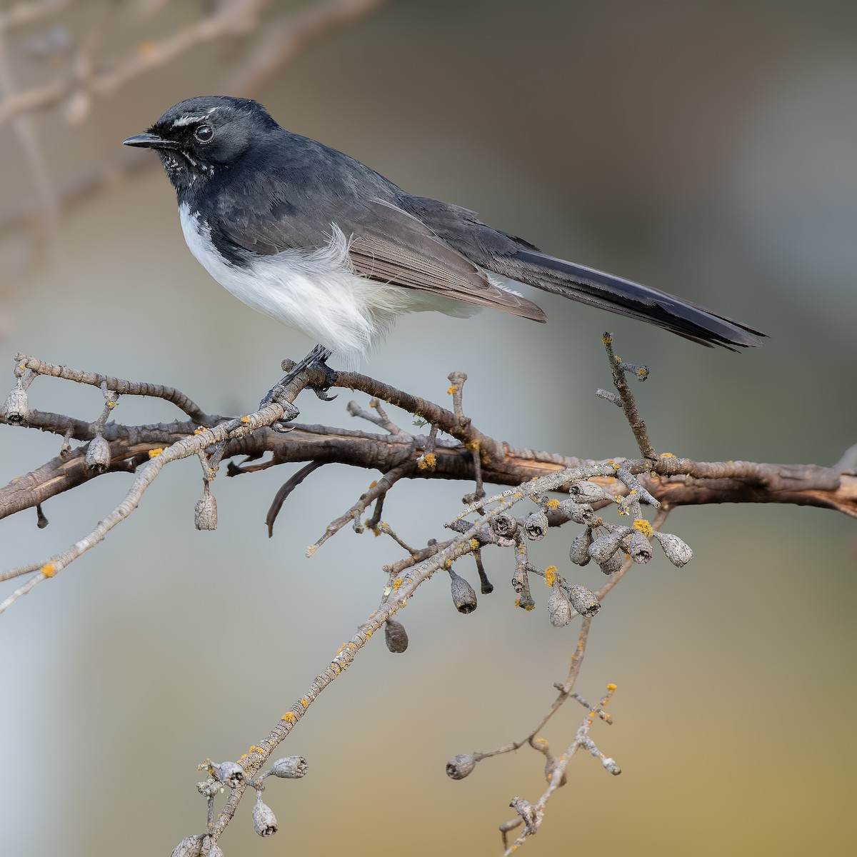 Willie-wagtail - Benjamin Gerrard