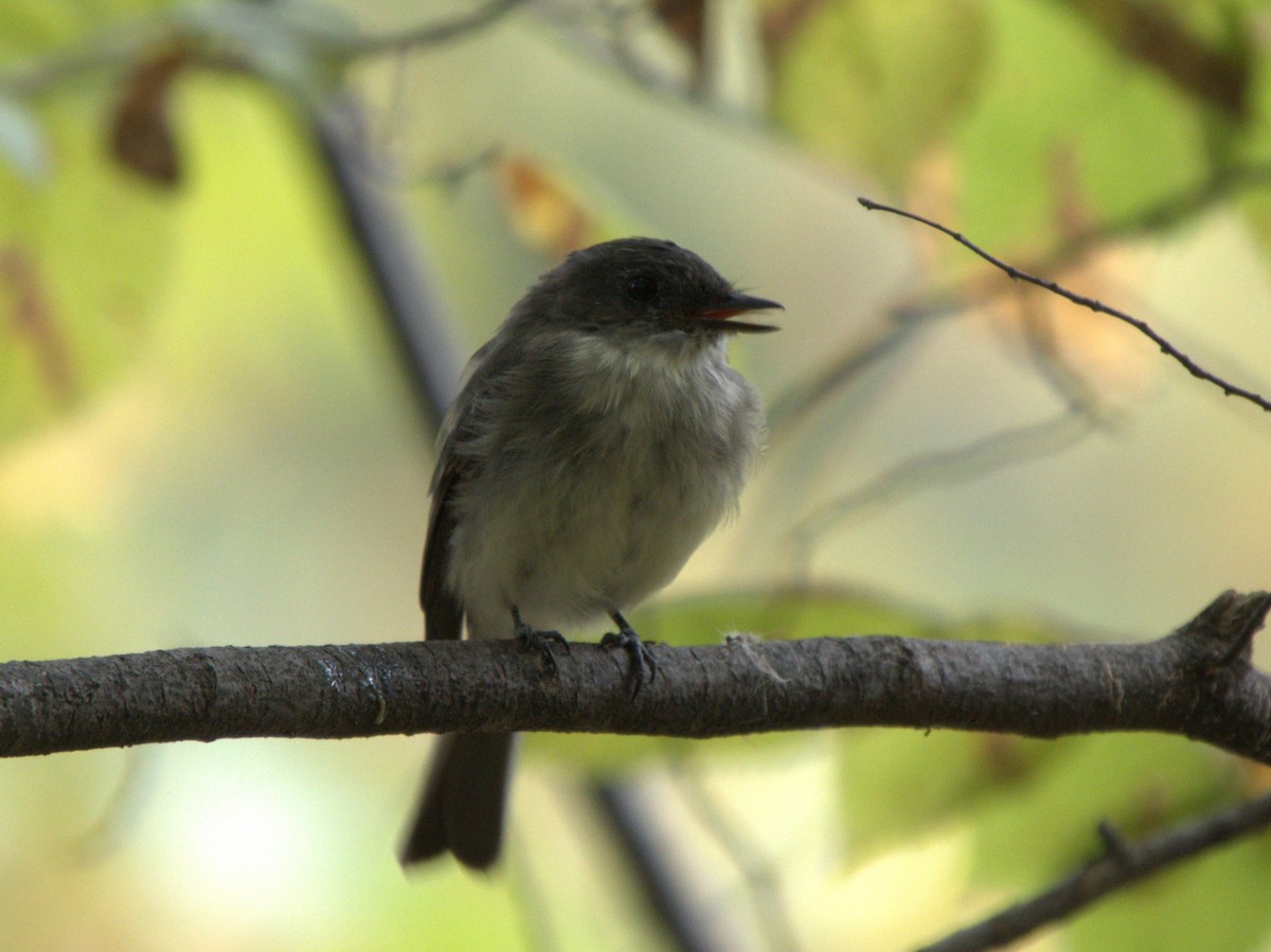 Eastern Phoebe - Mike Grant