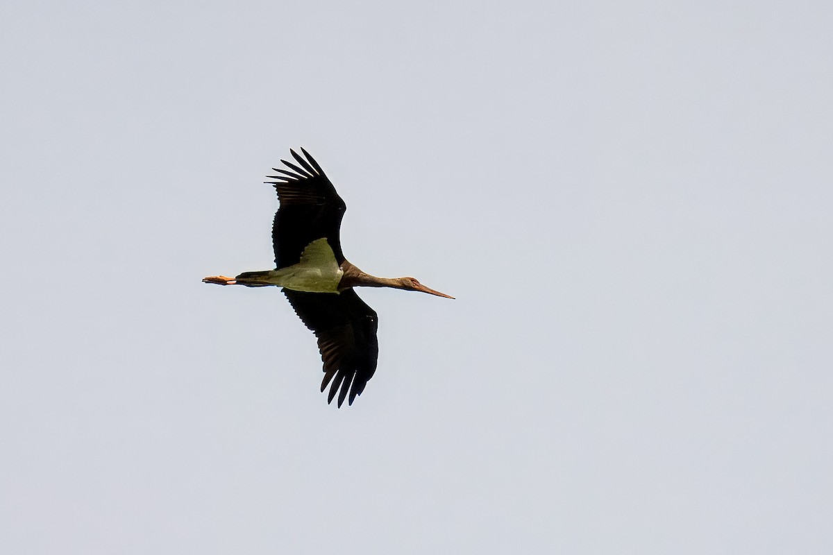 Black Stork - ML624173119