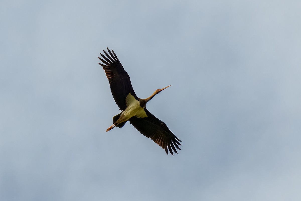 Black Stork - ML624173120