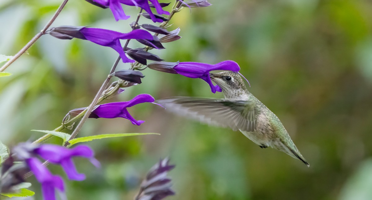 Yakut Boğazlı Kolibri - ML624173130