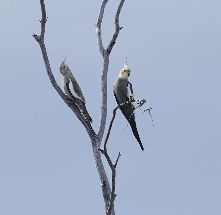 オカメインコ - ML624173140