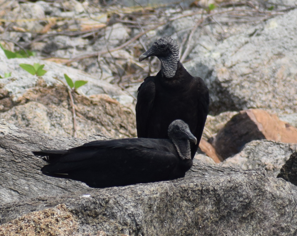 Black Vulture - ML624173170