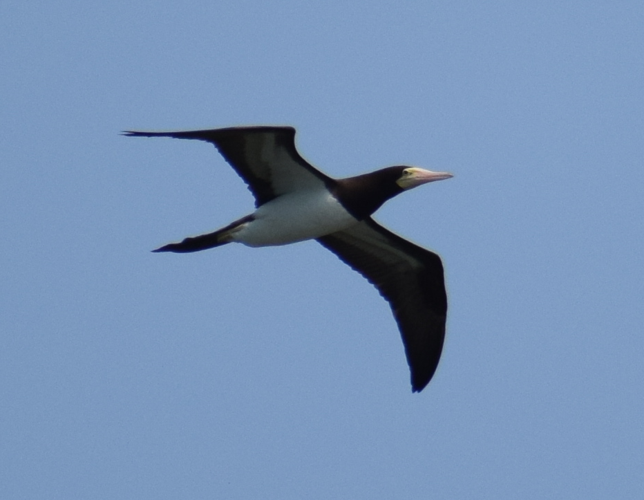 Brown Booby - ML624173176