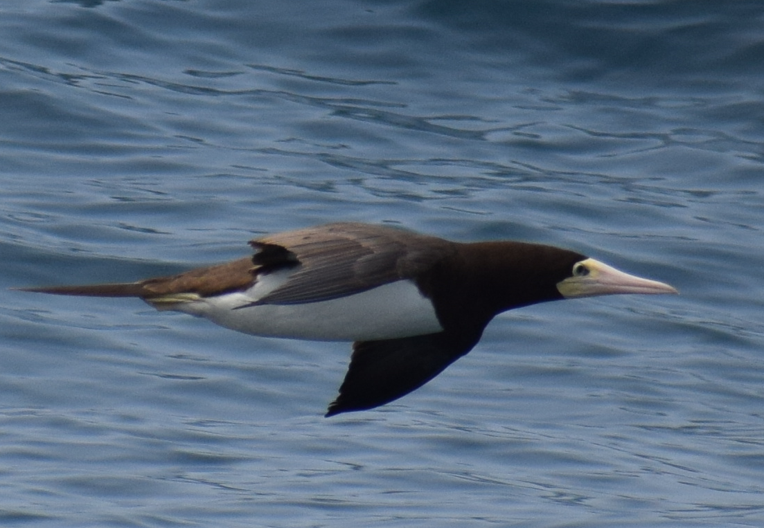 Brown Booby - ML624173177