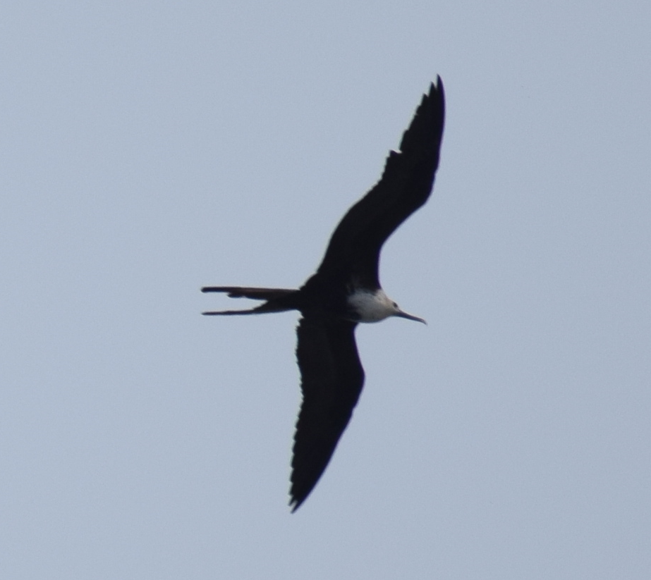 Magnificent Frigatebird - ML624173181