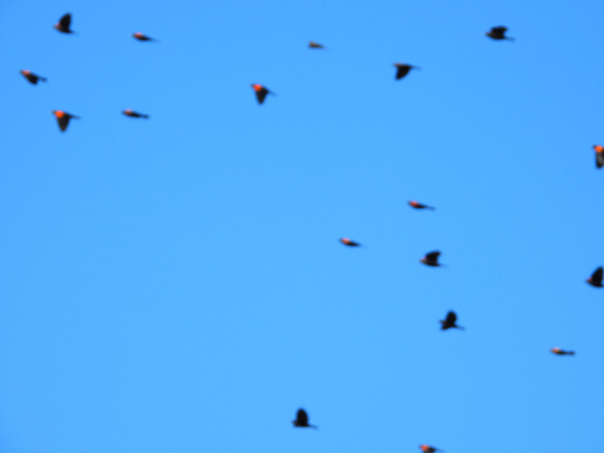 Red-winged Blackbird - ML624173182