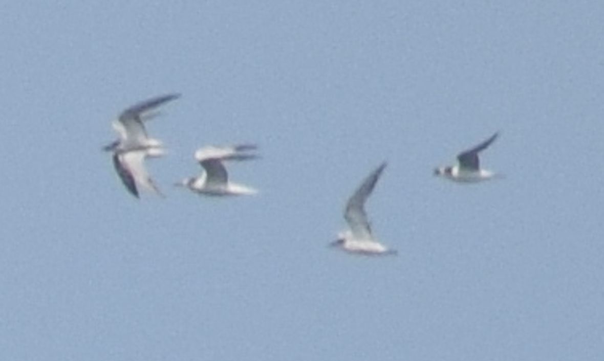 tern sp. - ML624173183