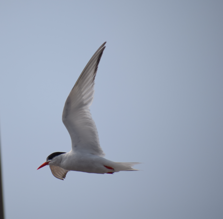 South American Tern - ML624173190