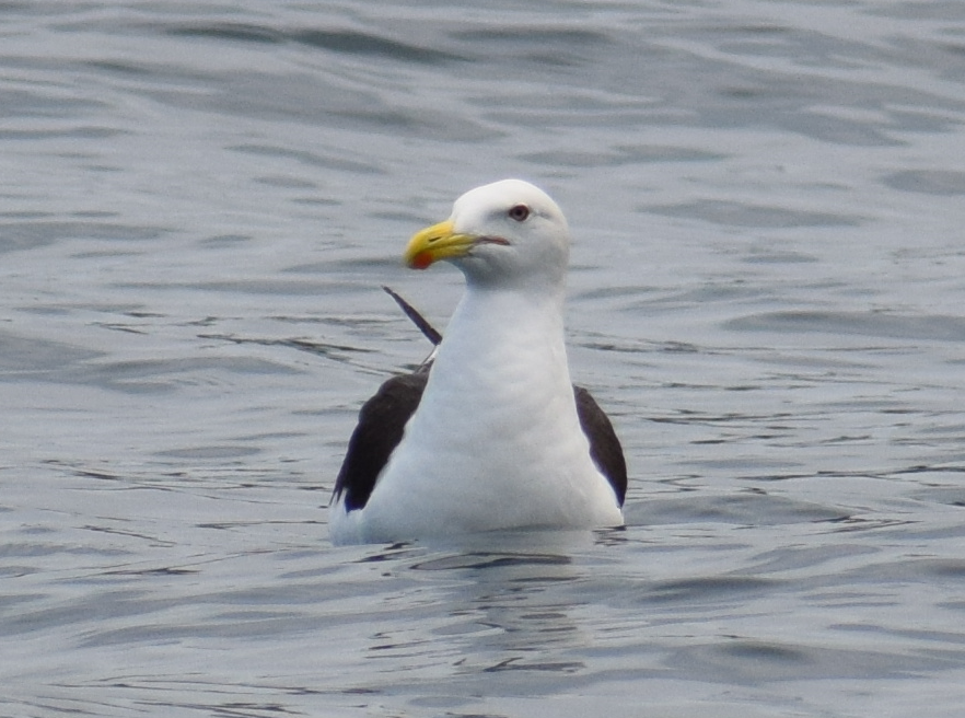 Kelp Gull - ML624173191