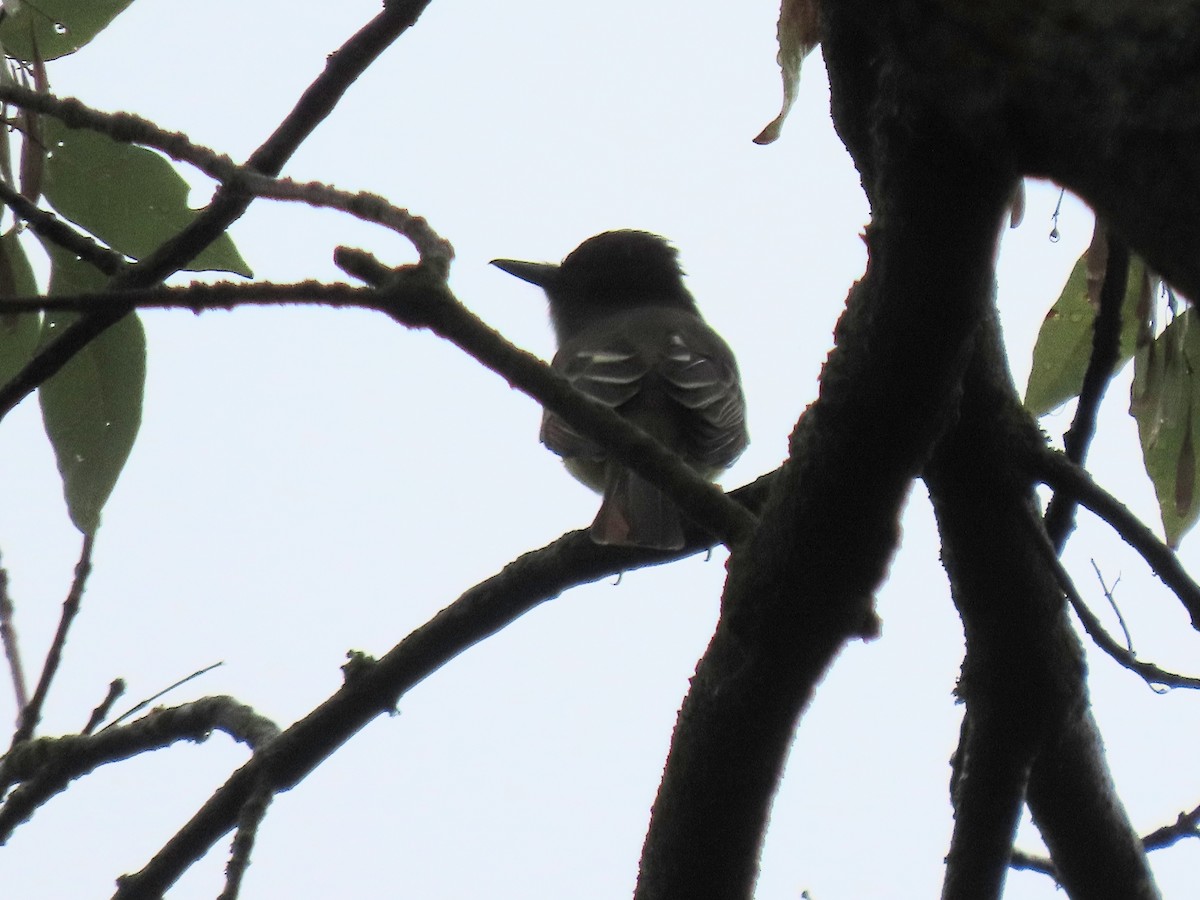 Great Crested Flycatcher - ML624173204