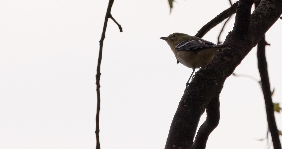 Bay-breasted Warbler - Richard  Davis