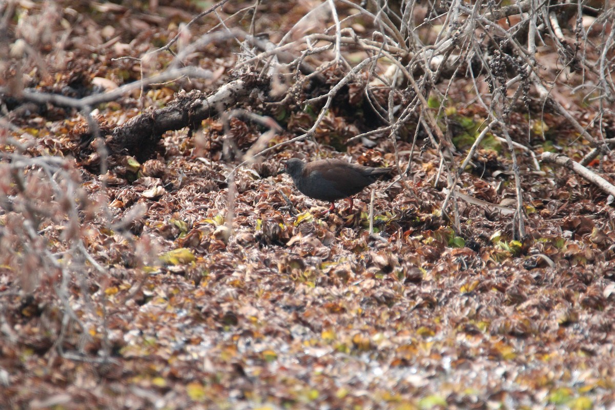 Spotless Crake - ML624173218