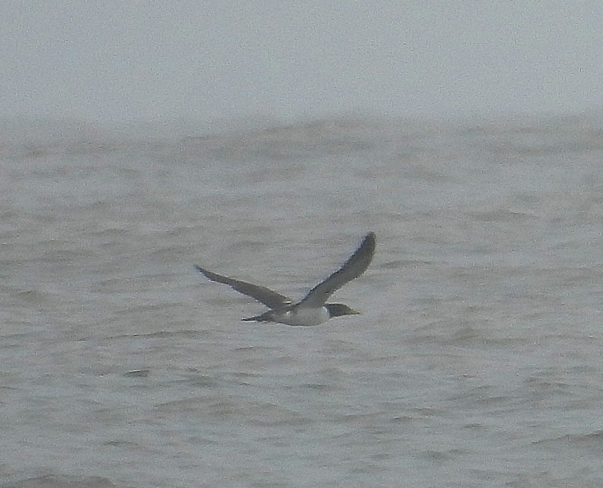 Masked Booby - ML624173249