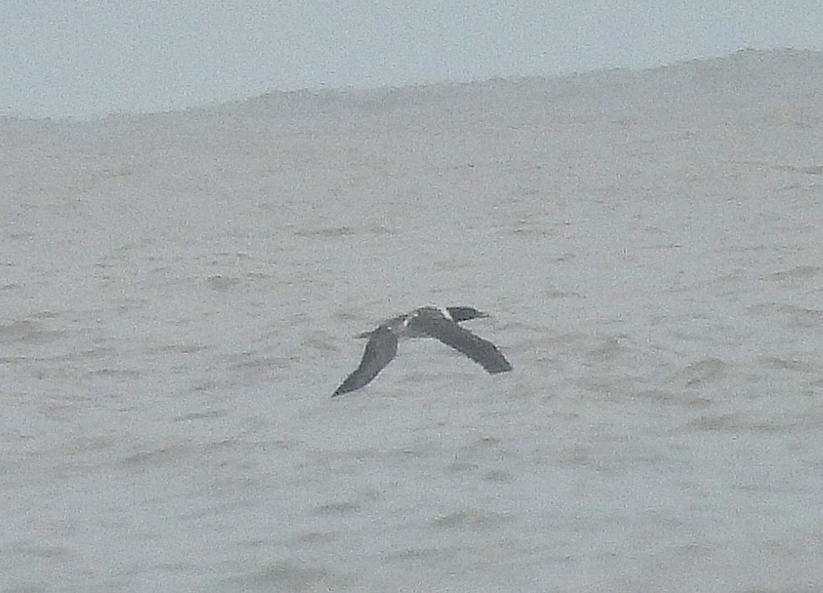 Masked Booby - Shrikrishna  Magdum