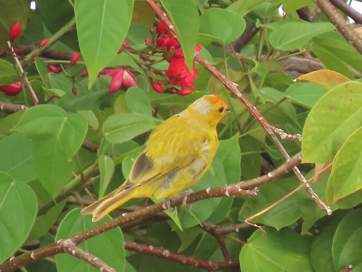 Saffron Finch - ML624173255