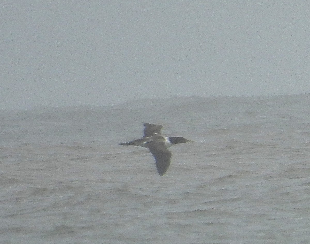 Masked Booby - ML624173265