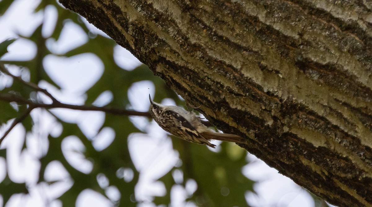 Brown Creeper - ML624173269