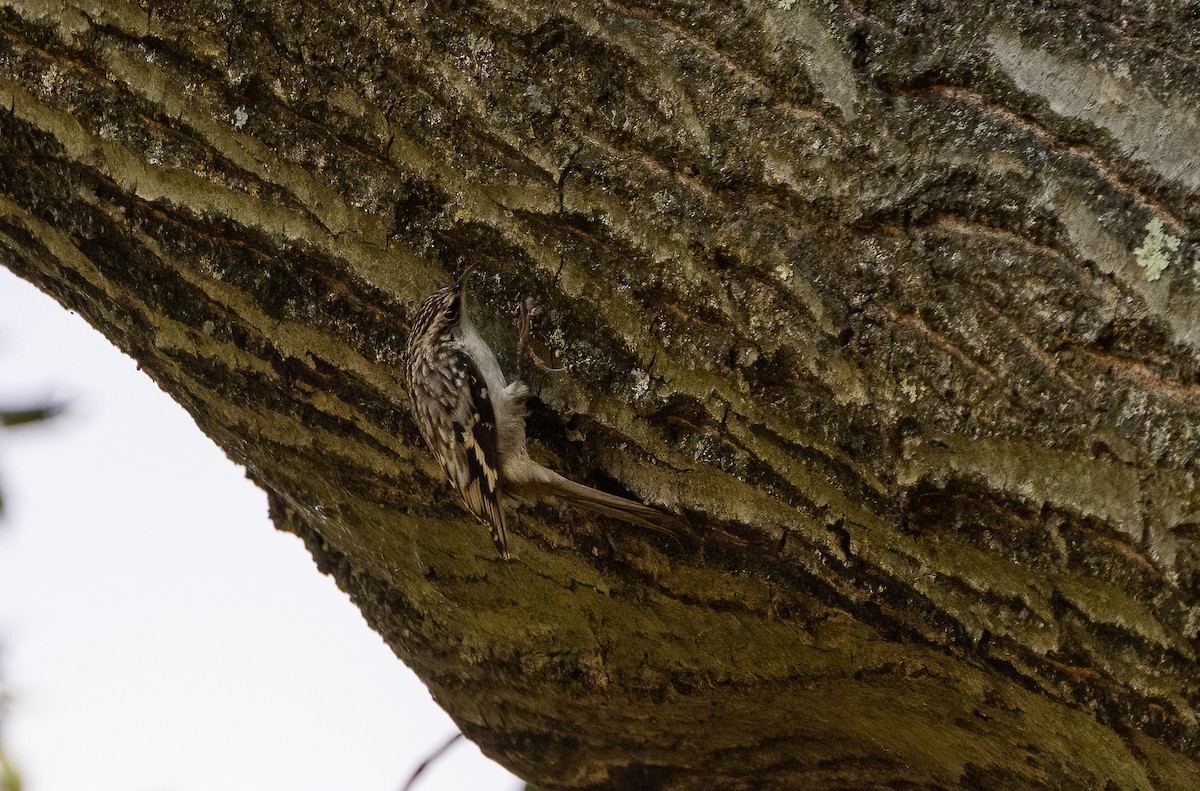 Brown Creeper - ML624173270