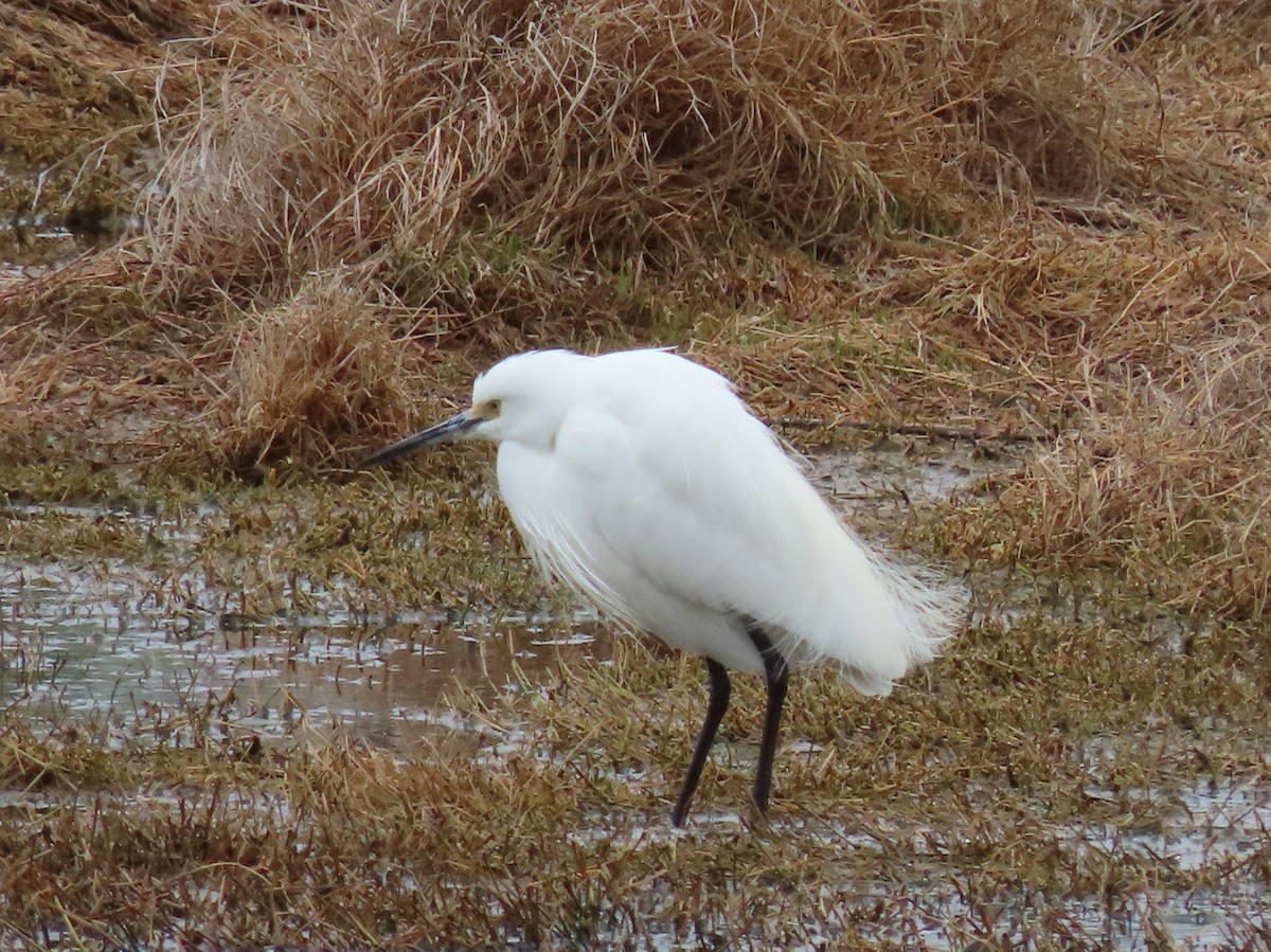 Little Egret - ML624173272