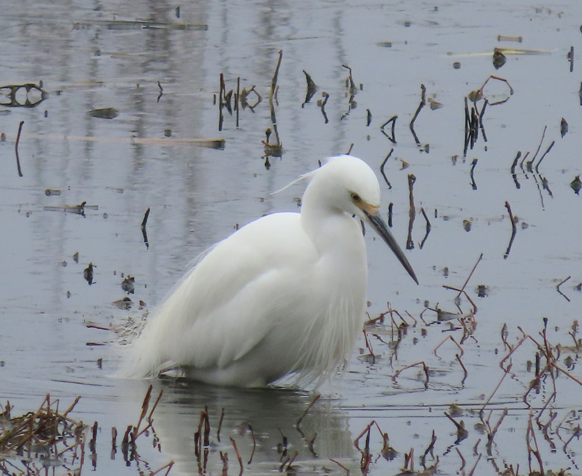 Little Egret - ML624173276