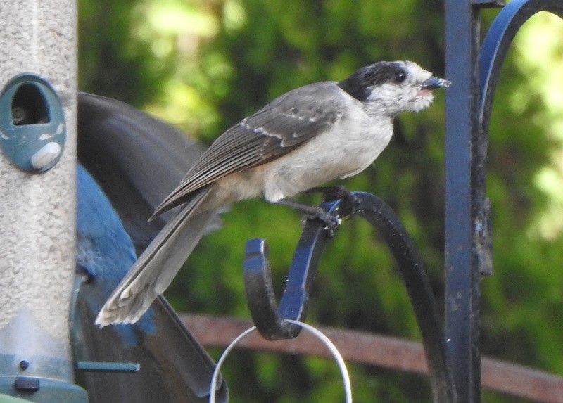 Canada Jay - ML624173278