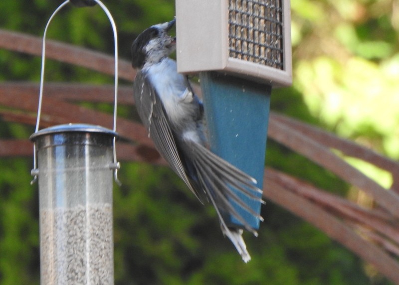 Canada Jay - ML624173279