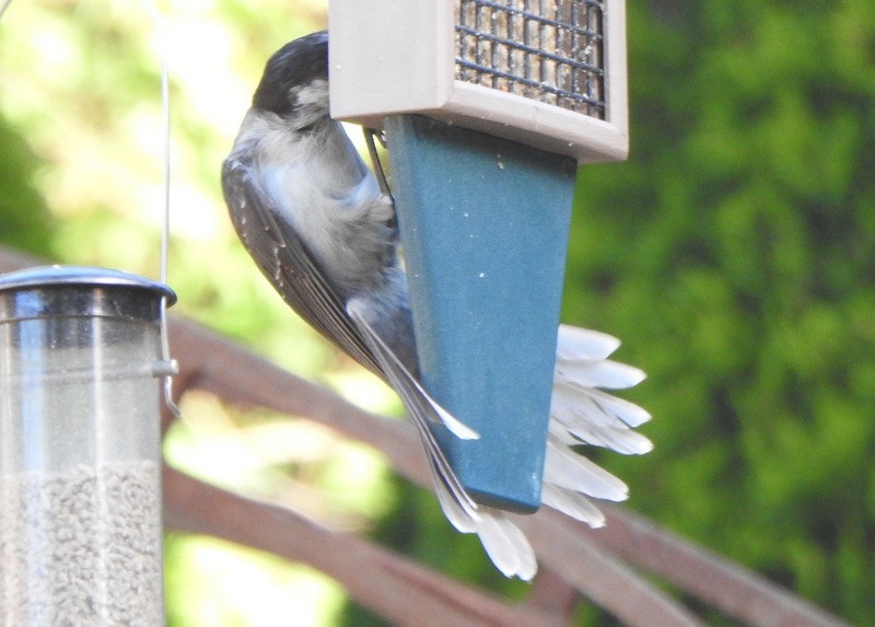 Canada Jay - ML624173280