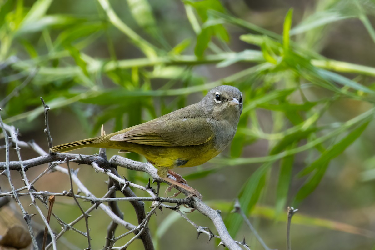 MacGillivray's Warbler - ML624173287