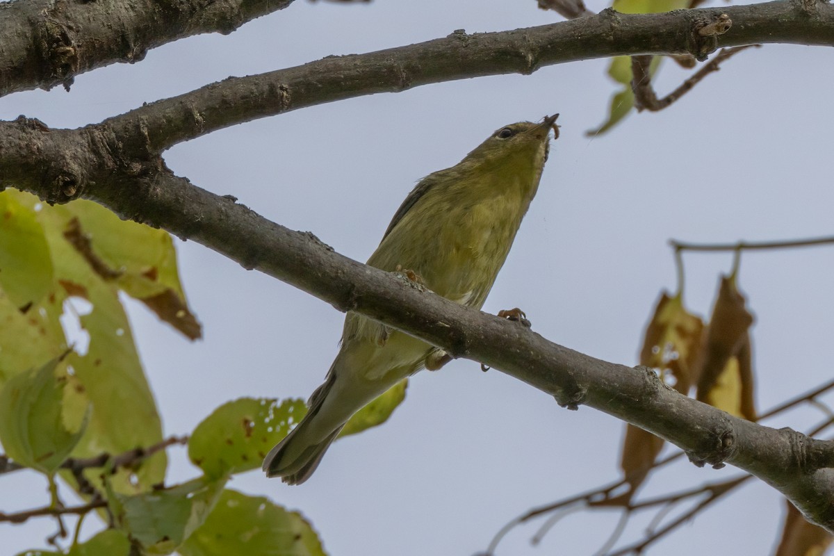 Paruline rayée - ML624173304