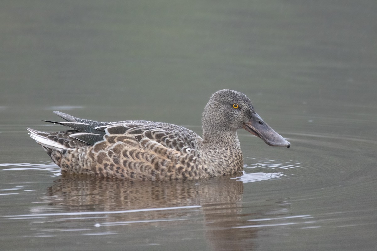 Northern Shoveler - ML624173307