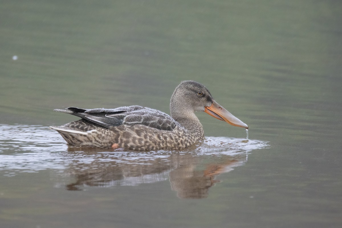 Northern Shoveler - ML624173308