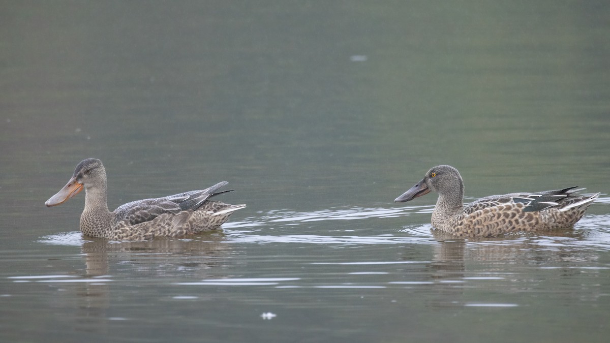 Northern Shoveler - ML624173309