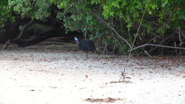 Southern Cassowary - ML624173325