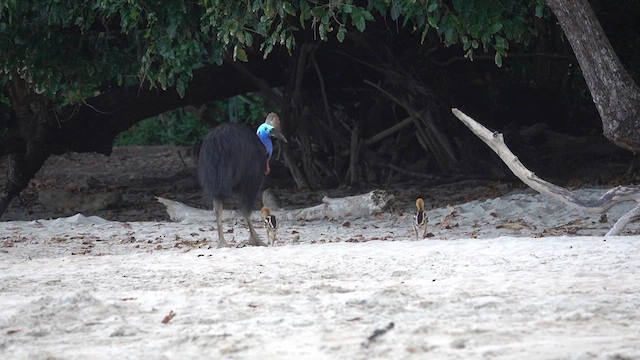 Southern Cassowary - ML624173359