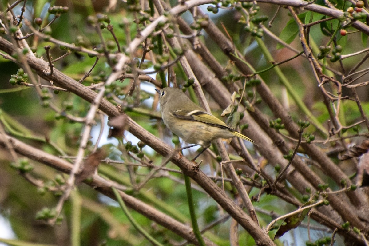 Ruby-crowned Kinglet - ML624173390