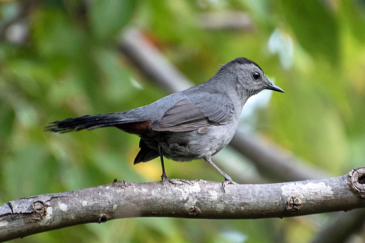 Gray Catbird - ML624173391