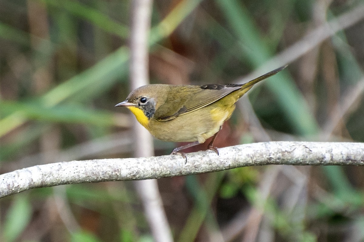 Common Yellowthroat - ML624173394