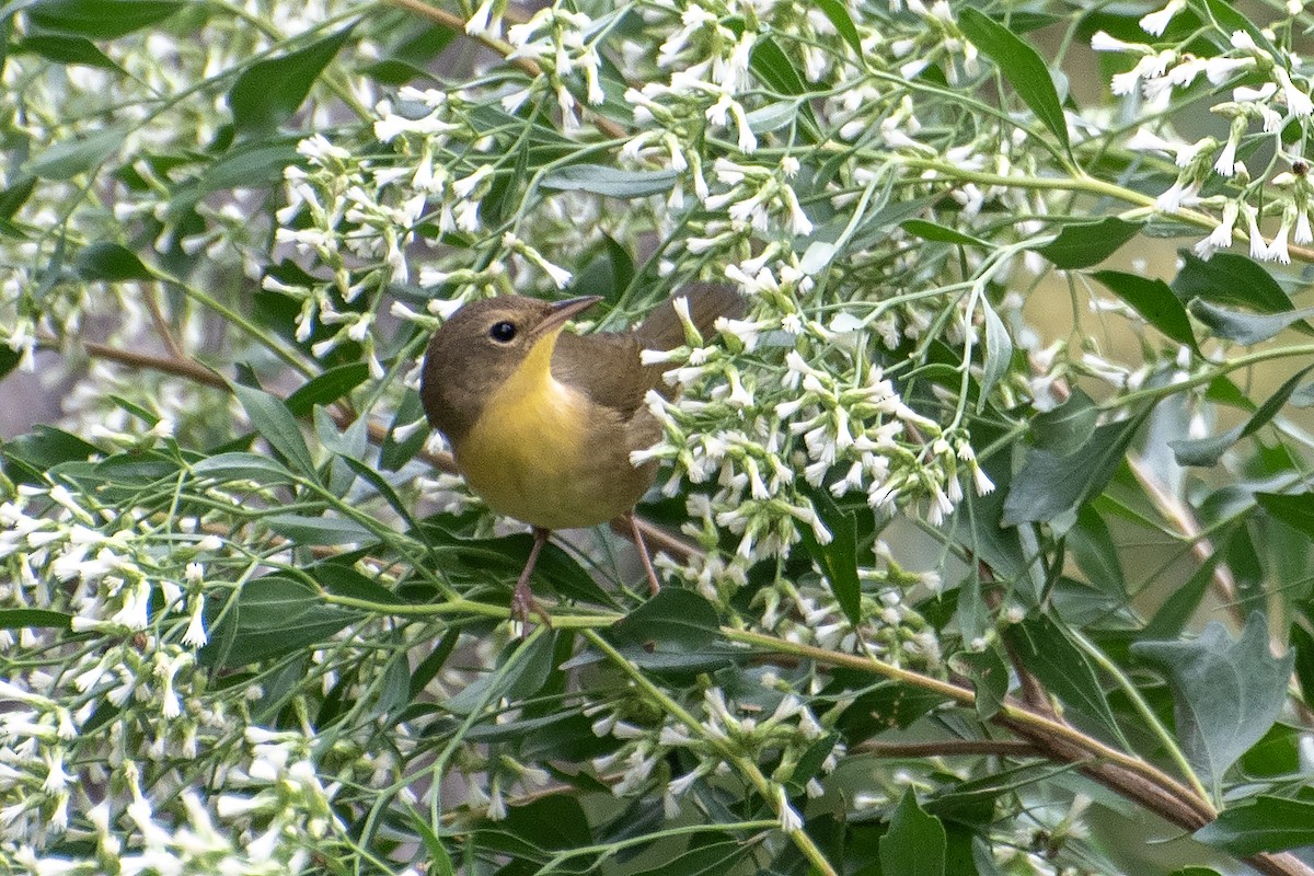 Common Yellowthroat - ML624173395