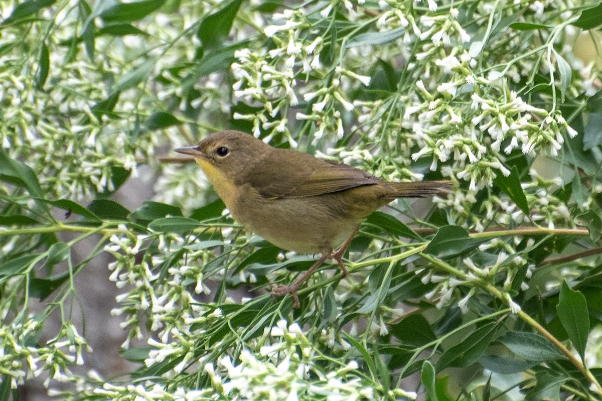 Common Yellowthroat - ML624173396