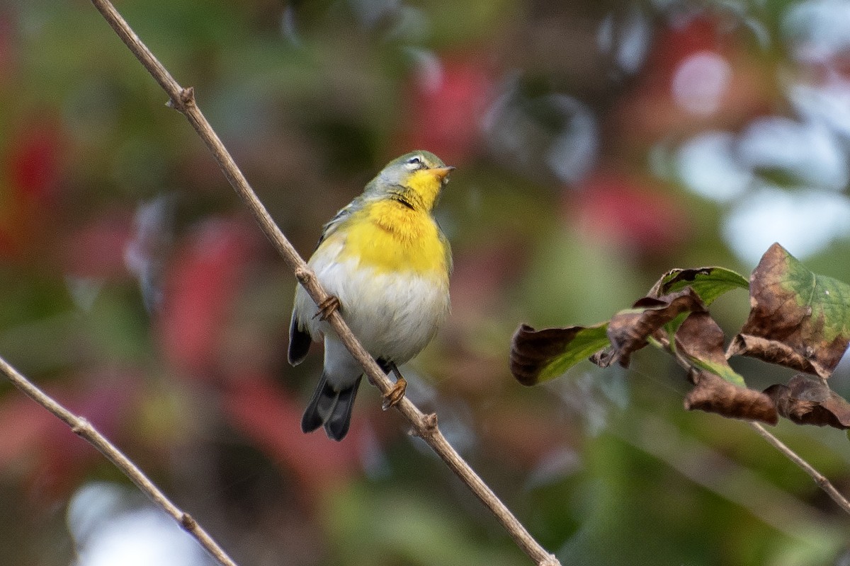 Northern Parula - ML624173411