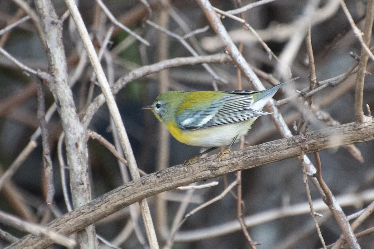 Northern Parula - ML624173412