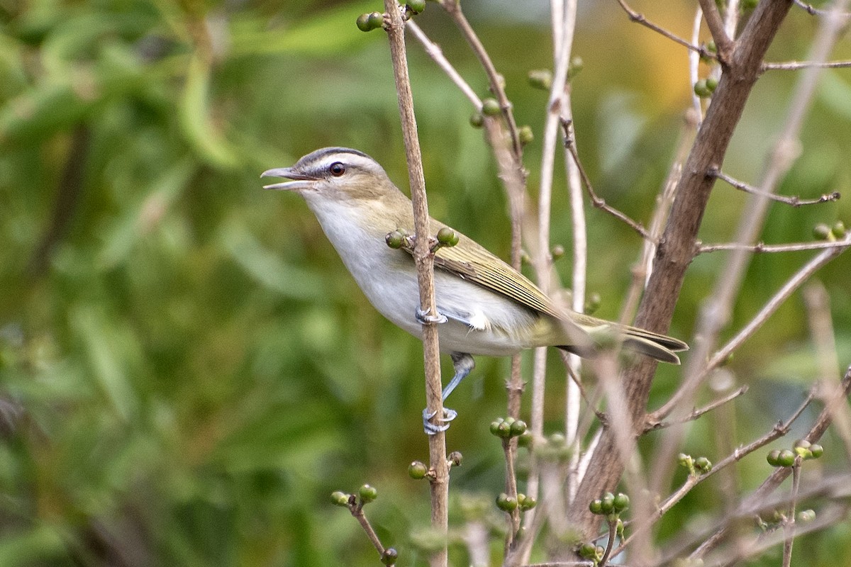 Red-eyed Vireo - ML624173425