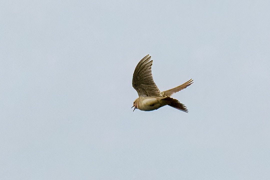 Eurasian Skylark - ML624173453