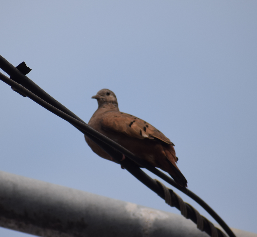 Ruddy Ground Dove - ML624173493